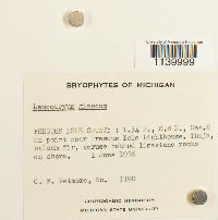 Leucobryum glaucum image
