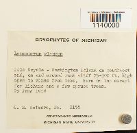 Leucobryum glaucum image