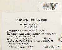 Leucobryum glaucum image