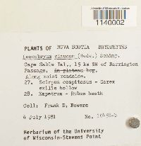 Leucobryum glaucum image