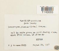 Leucobryum glaucum image