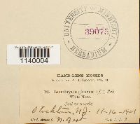 Leucobryum glaucum image