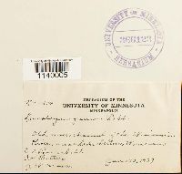 Leucobryum glaucum image