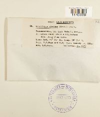 Leucobryum albidum image