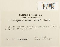 Leucobryum albidum image