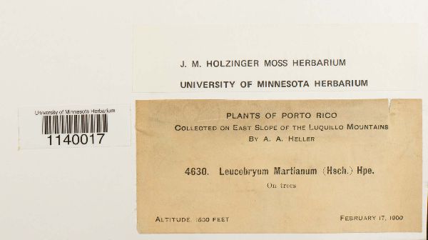 Leucobryum martianum image