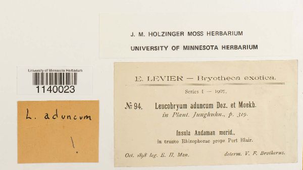 Leucobryum aduncum image