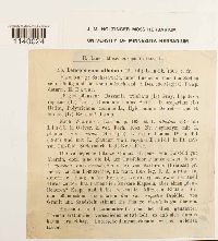 Leucobryum albidum image