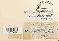 Leucobryum glaucum image