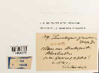 Leucobryum glaucum image