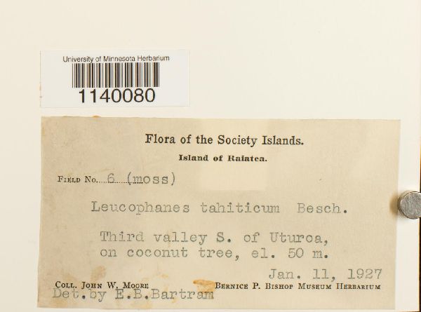 Leucophanes angustifolium image