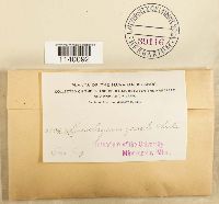 Media resource of Leucobryum gracile