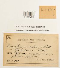 Leucobryum aduncum image