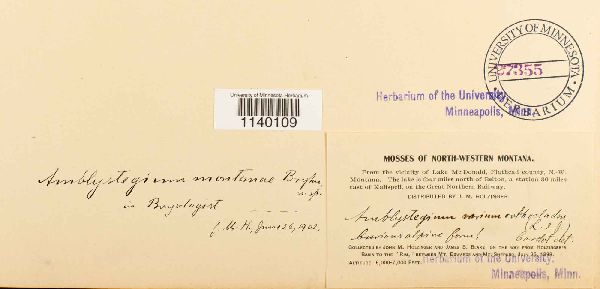 Leskeella nervosa var. nervosa image