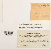 Pseudoleskeella tectorum image