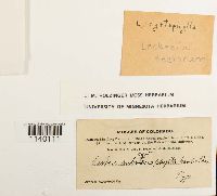 Pseudoleskeella tectorum image