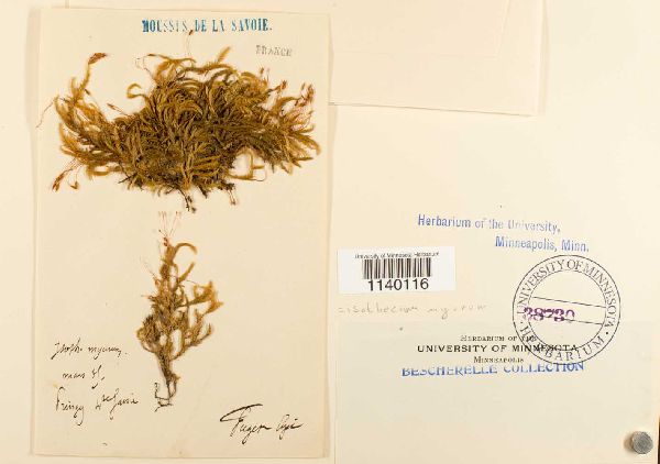 Brachytheciaceae image