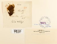 Kiaeria starkei image