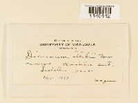 Kiaeria starkei image