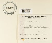 Thumbnail image of current specimen