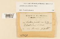 Leskea gracilescens image