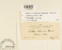 Leskea polycarpa image