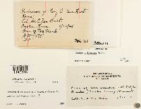 Leskea polycarpa image