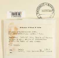 Leskea gracilescens image