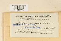 Leskea obscura image