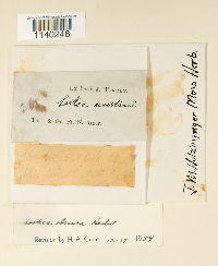 Leskea obscura image