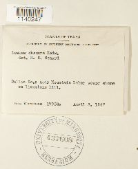 Leskea obscura image