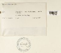 Leskea polycarpa image