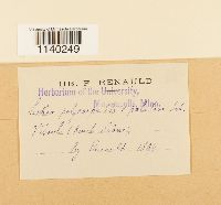 Leskea polycarpa image