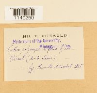 Leskea polycarpa image