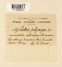 Leskea polycarpa image