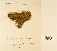 Leskea polycarpa image