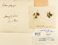 Leskea polycarpa image