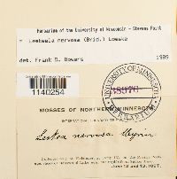 Leskeella nervosa image