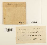 Leskeella nervosa image