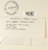 Leskeella nervosa image