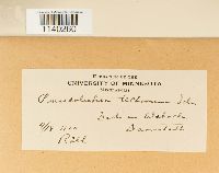 Pseudoleskeella tectorum image