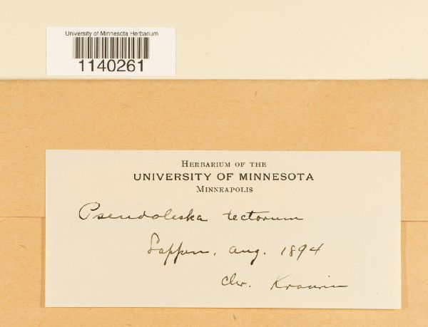 Pseudoleskeella tectorum image