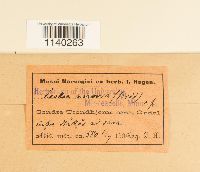 Leskeella nervosa image