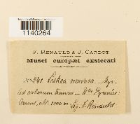 Leskeella nervosa image