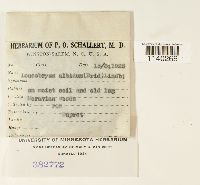 Leucobryum albidum image