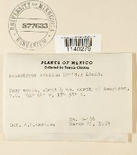 Leucobryum albidum image