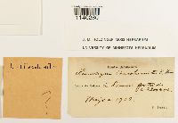 Thumbnail image of current specimen