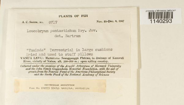 Leucobryum pentastichum image