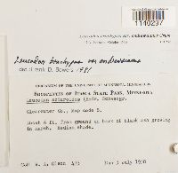 Leucodon brachypus var. andrewsianus image