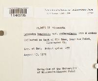 Leucodon brachypus var. andrewsianus image